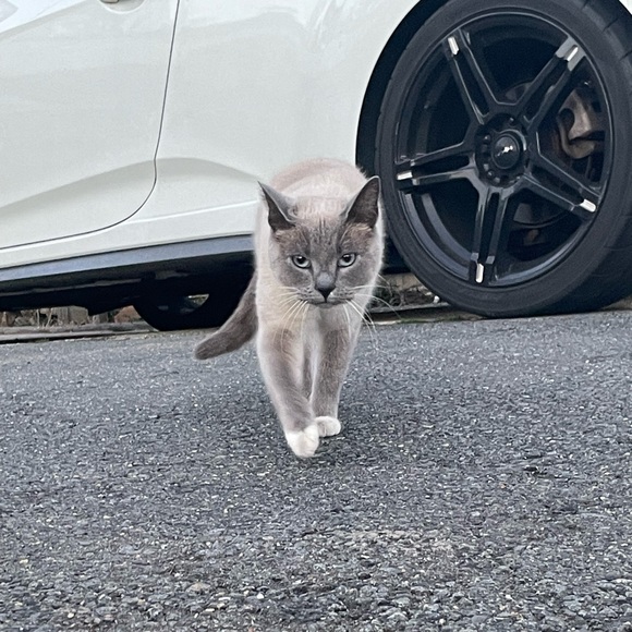 Meet your Posher, Cindi - Picture 2 of 3